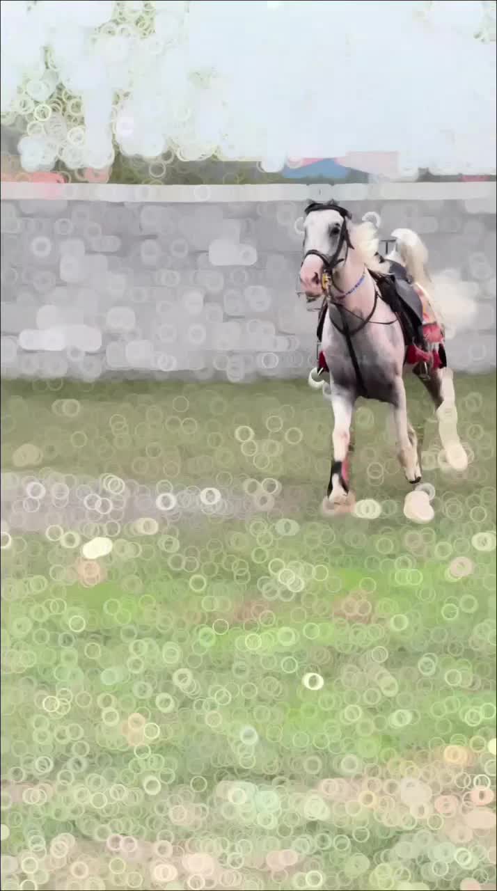 نریان هندی|اسب و تجهیزات اسبسواری|رشت, کوی مهر|دیوار