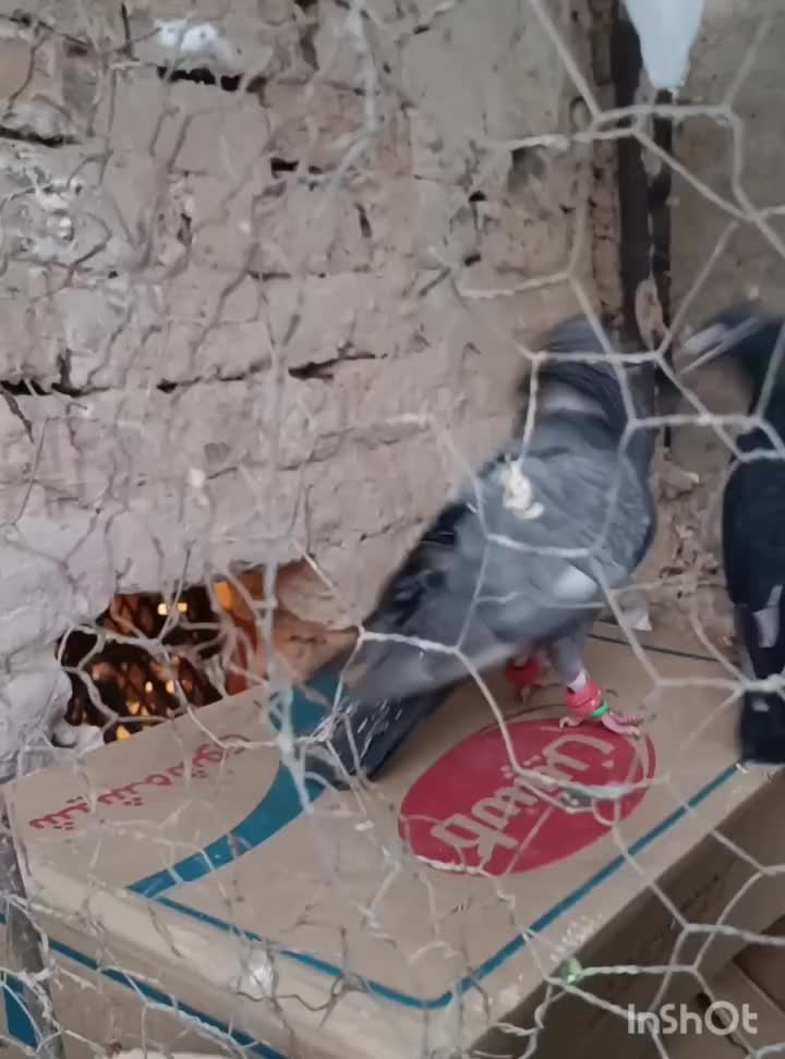 کفتر رنگه|پرنده|مشهد, ایوان|دیوار