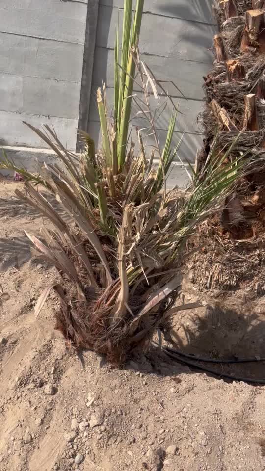 فروش انواع پاجوش نخل بهترین کیفیت|گل و گیاه طبیعی|میناب, |دیوار