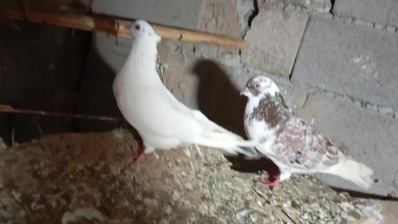 دوعدد کبوتر  نر پرشی|پرنده|خان ببین, |دیوار