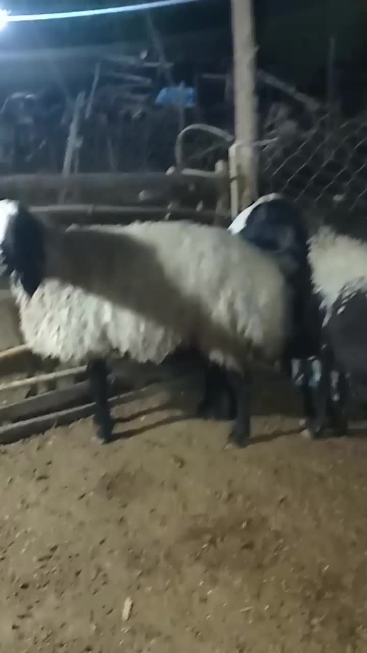 گوسفند|حیوانات مزرعه|مزرعه کتول, |دیوار