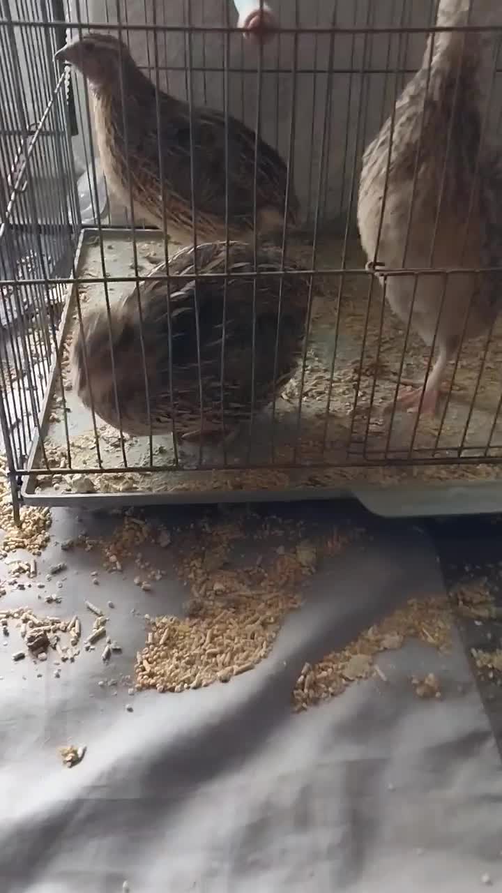 بلدرچین|پرنده|اردبیل, |دیوار