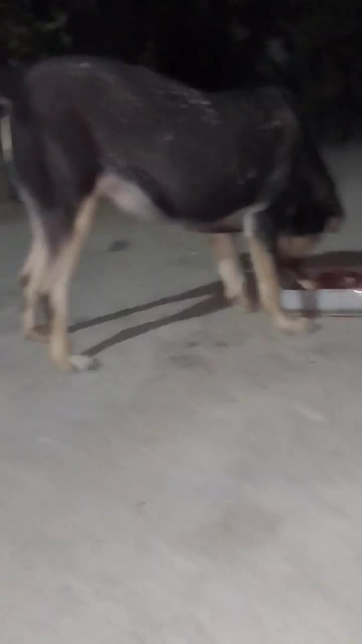 پژدر اصل با رنگ خاص و شجره|سگ|کرج, لشکر ده سید الشهدا|دیوار