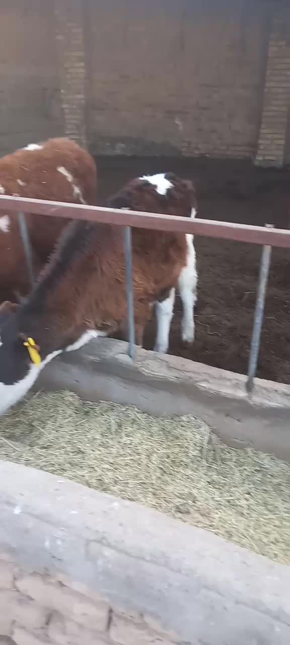 گوساله نر|حیوانات مزرعه|بوئین زهرا, |دیوار