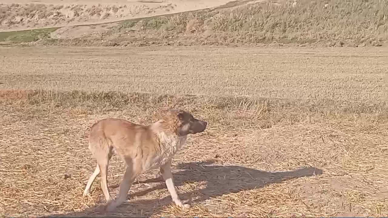 یک عدد سگ گله|سگ|قره چای, |دیوار