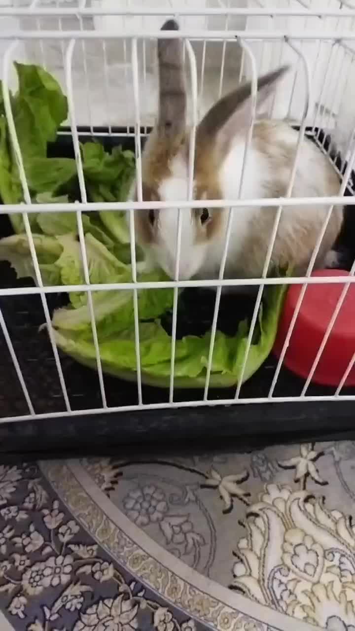 خرگوش نر با قفس|موش و خرگوش|کرمانشاه, |دیوار