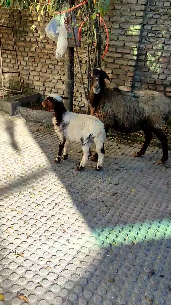 گوسفند|حیوانات مزرعه|گرگان, |دیوار