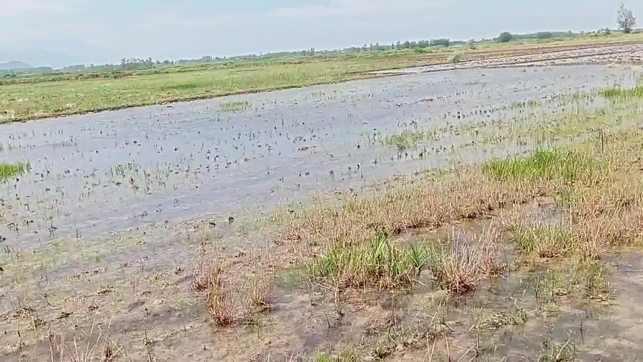 زمین کشاورزی 4500 متری|فروش دفتر صنعتی، کشاورزی، تجاری|رودبنه, |دیوار