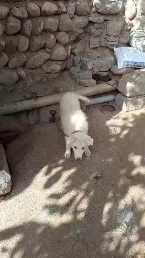 تول سگ|سگ|تهران, مخصوص|دیوار