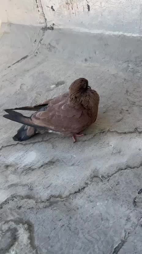 واگذاری می پذریم کبوتر قناری پرنده قفسی|پرنده|بندر ماهشهر, |دیوار