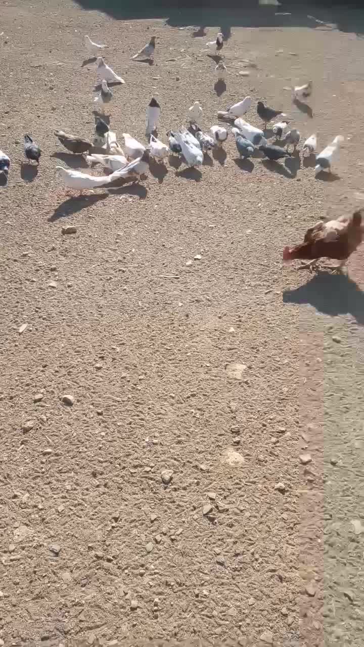 ۵۰ یا۶۰تا‌کفتر‌درجه‌یک‌پرشی‌وبازی‌دار|پرنده|شراء, |دیوار