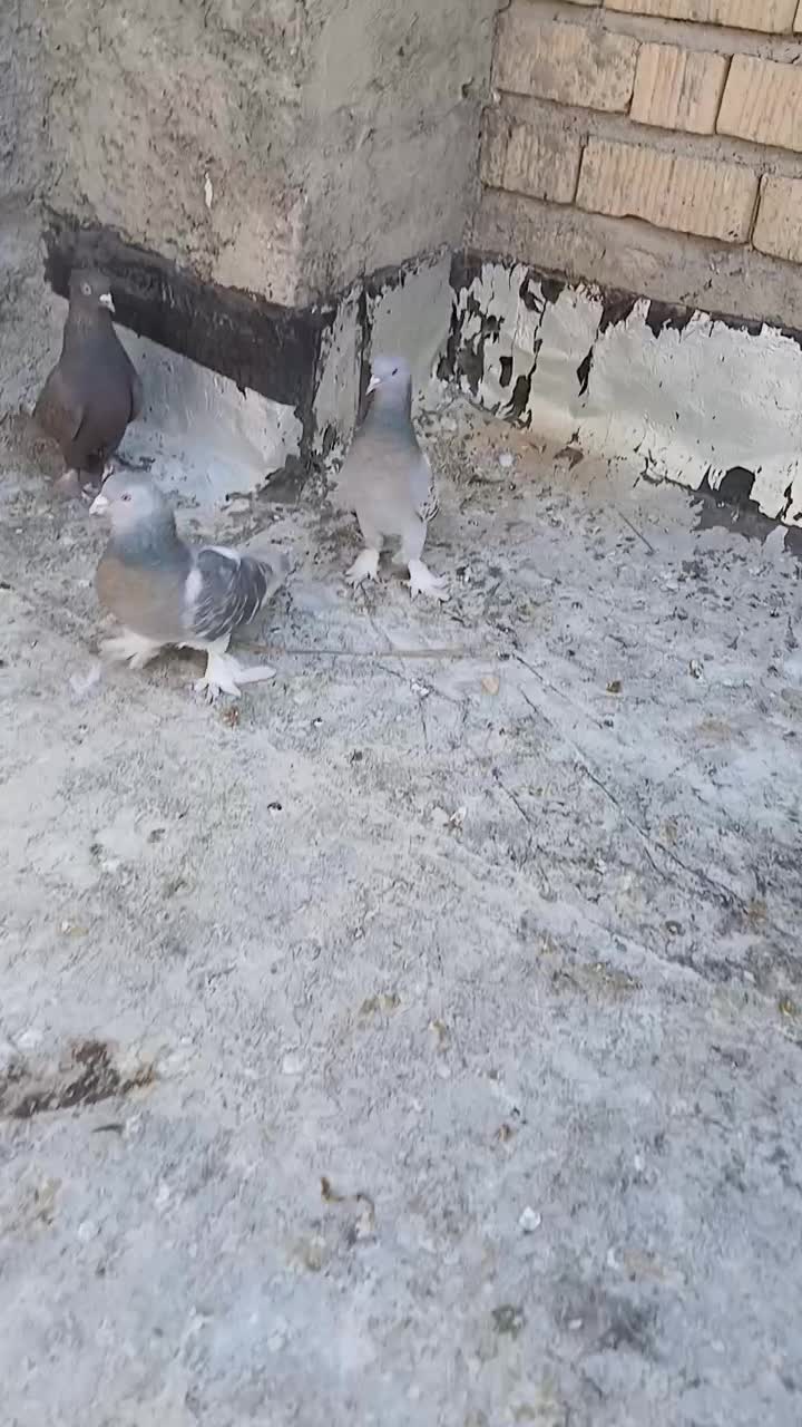 بهبونی گوک|پرنده|زرقان, |دیوار