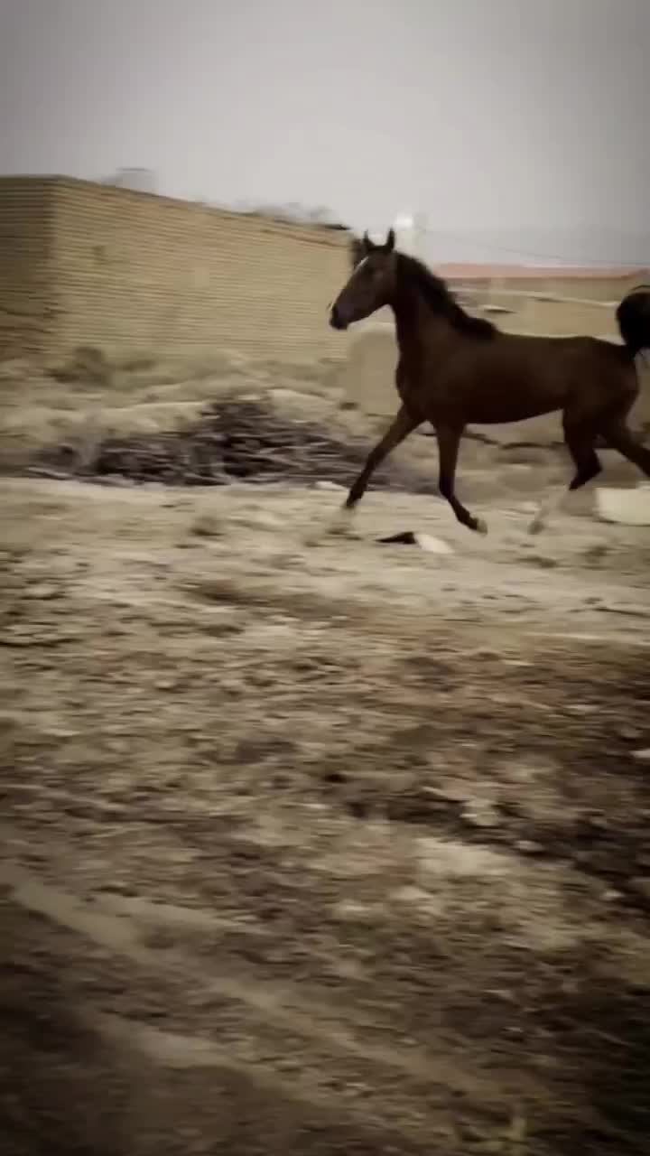 مادیان ۳سال جنس کرد|اسب و تجهیزات اسب‌سواری|قم, امامزاده ابراهیم|دیوار