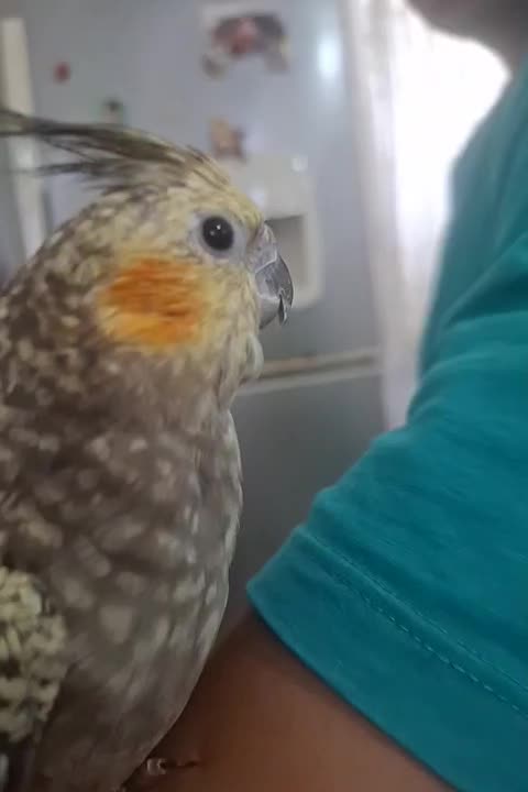 عروس هلندی|پرنده|ششده و قره بلاغ, |دیوار