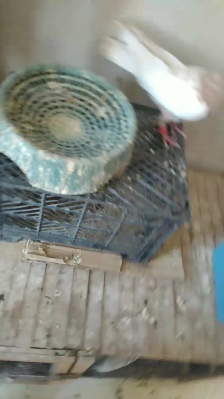 کبوتر،کفتر،نقش،رنگی|پرنده|فولادشهر, B1|دیوار