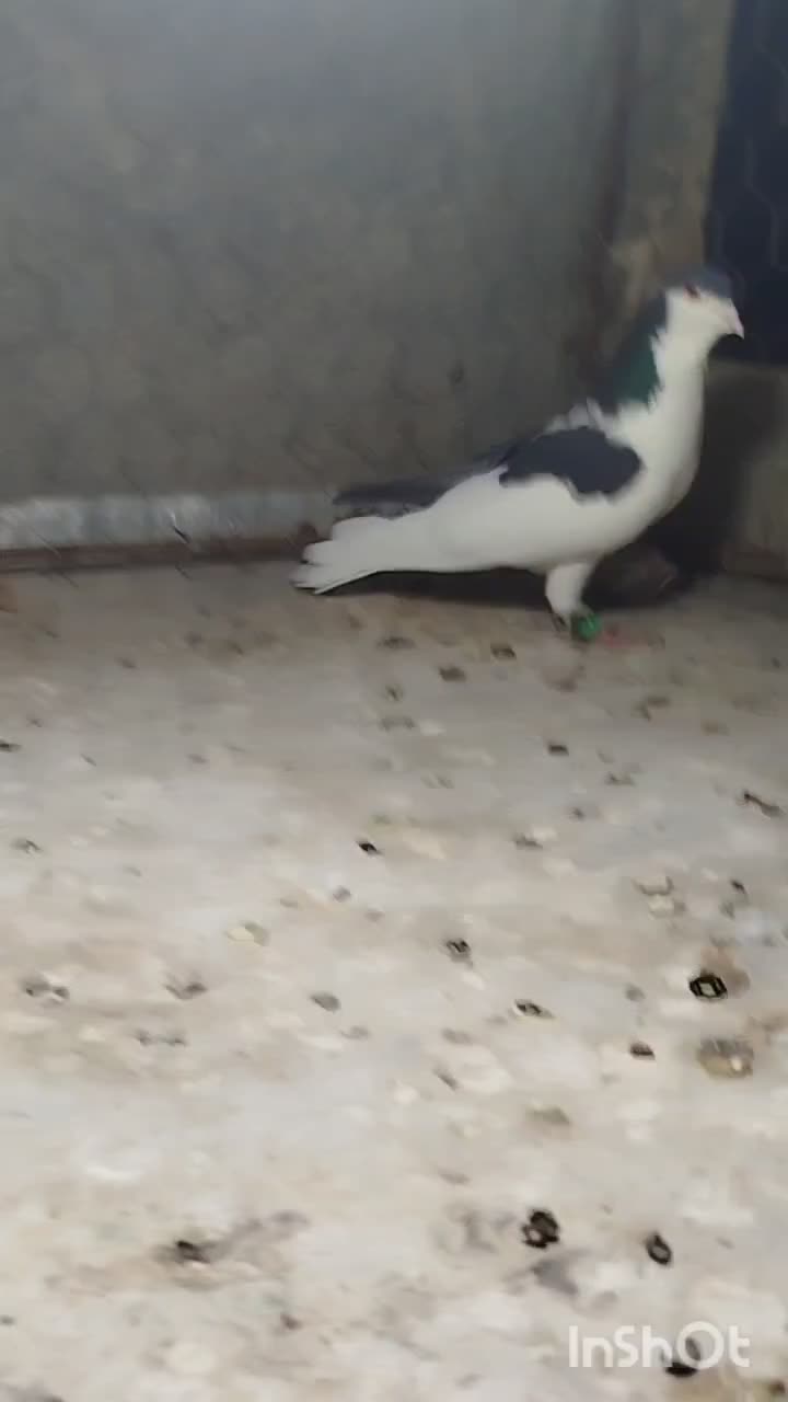 چپ سیاه نر|پرنده|بجنورد, |دیوار