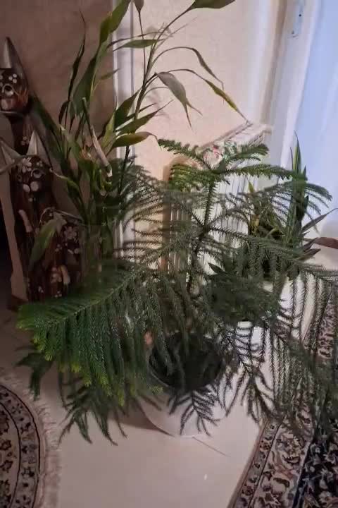 کاج مطبق ۳ ساله ۴طبقه همراه با گلدان سرامیکی|گل و گیاه طبیعی|رشت, جهاد|دیوار