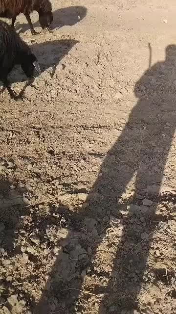 میش قزل افشار جوان ابستن وبره دار|حیوانات مزرعه|مشهد, زمرد|دیوار