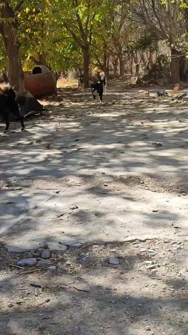 واگذاری‌سگ|سگ|فرخ‌شهر, |دیوار