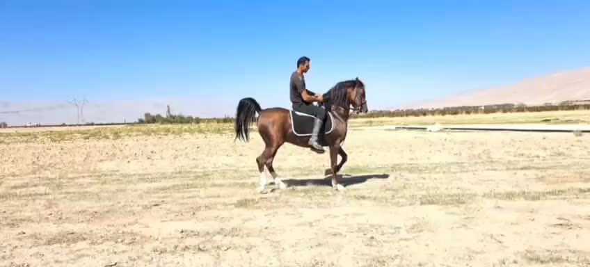 کره اسب توکل ، سیاوش و شاهزاده کوار|اسب و تجهیزات اسب‌سواری|شیراز, فرودگاه شهید دستغیب شیراز|دیوار