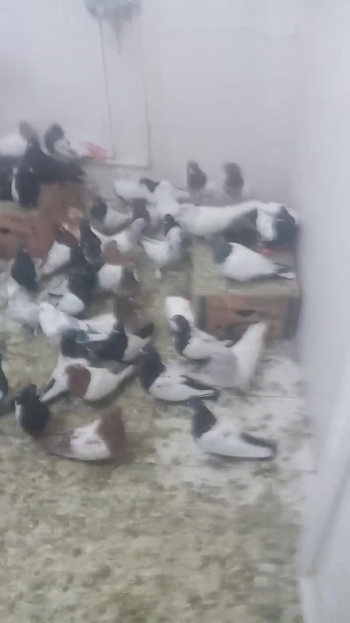 کبوتر|پرنده|سنندج, |دیوار