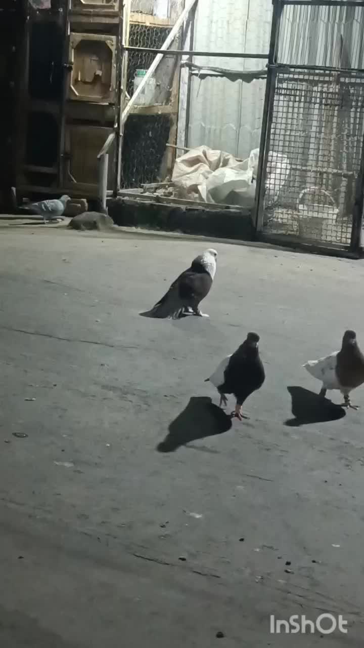 کلاغ طوقی زدوخردی پرشی کبوتر کفتر|پرنده|نیشابور, گنبد سبز|دیوار