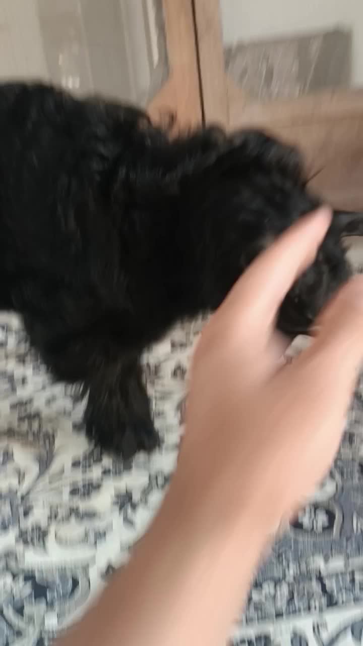 فروش بز نر سالم|حیوانات مزرعه|کلاچای, |دیوار