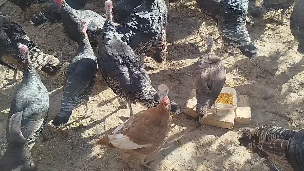 بوقلمون محلی|حیوانات مزرعه|قیدار, |دیوار