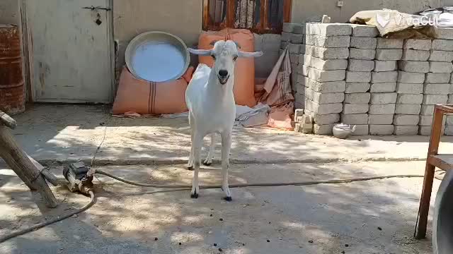 فروش نری صومال درجه یک|حیوانات مزرعه|کوخرد هرنگ, |دیوار