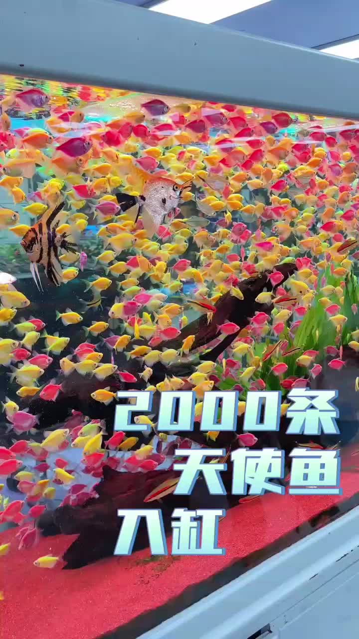 ۱۰نژاد ماهی رنگین کمان رسید|ماهی|اردبیل, |دیوار