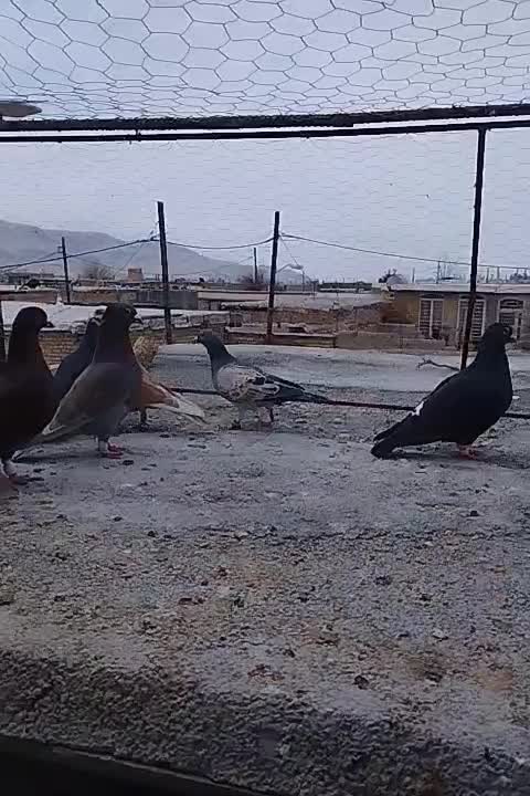 ۴۵۰۰|پرنده|مرودشت, رودبال|دیوار