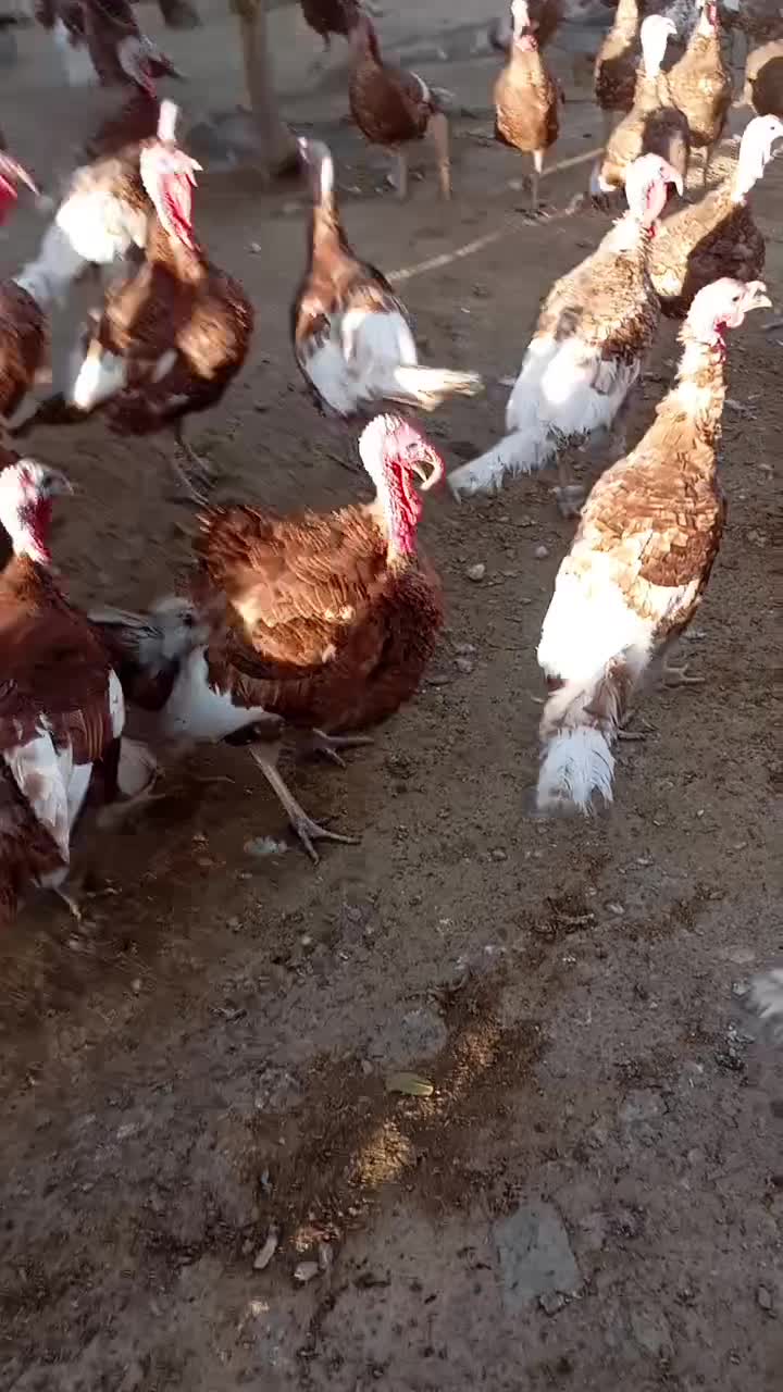 فروش 100عدد بوقلمون محلی|حیوانات مزرعه|ننور, |دیوار