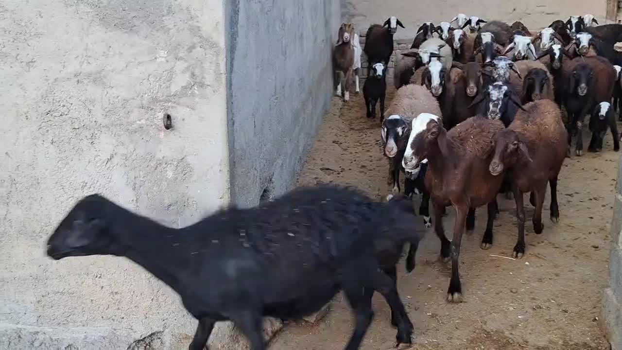 فروش ۳۰راس میش داشتی سالم جوان|حیوانات مزرعه|بروجرد, |دیوار