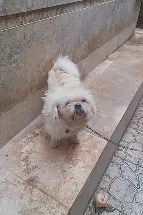 پیکینینزشیتزوی نر|سگ|مرزن‌آباد, |دیوار