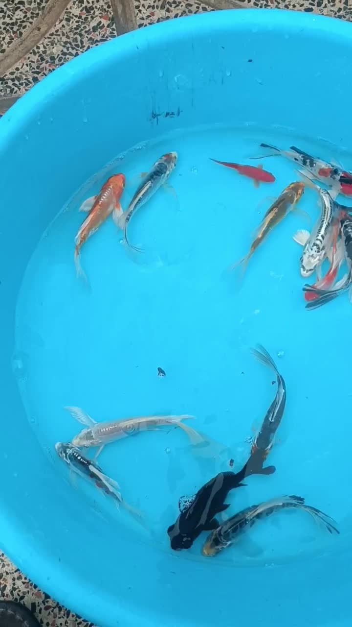 پخش بچه مآهی کُوی یال دار تک رنگ در ایران|ماهی|خمینیشهر, |دیوار