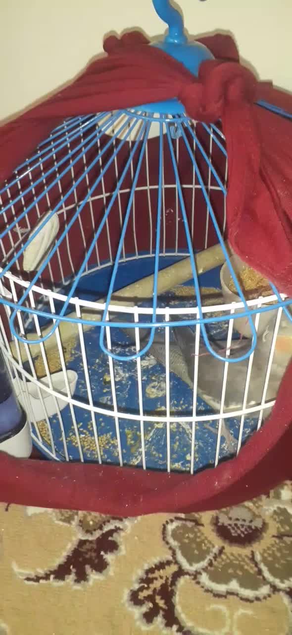 عروس طوطی|پرنده|قزوین, |دیوار