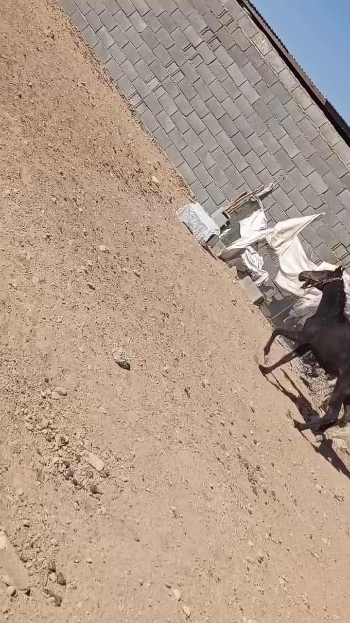 اسب دره شو|اسب و تجهیزات اسبسواری|شهرضا, |دیوار