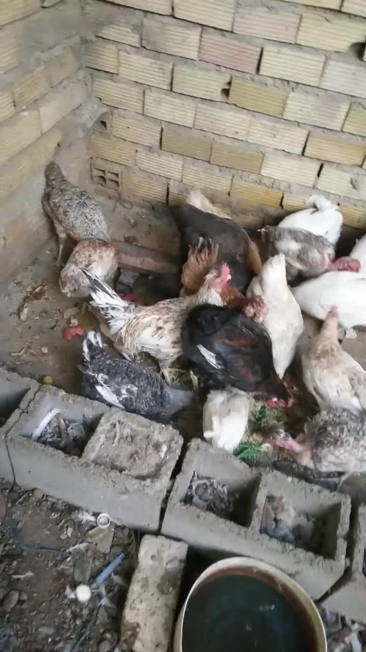 مرغ محلی|حیوانات مزرعه|دوگنبدان, |دیوار