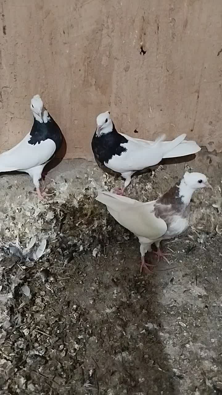 طوقی سیاه و هفرنگ|پرنده|جوین, |دیوار