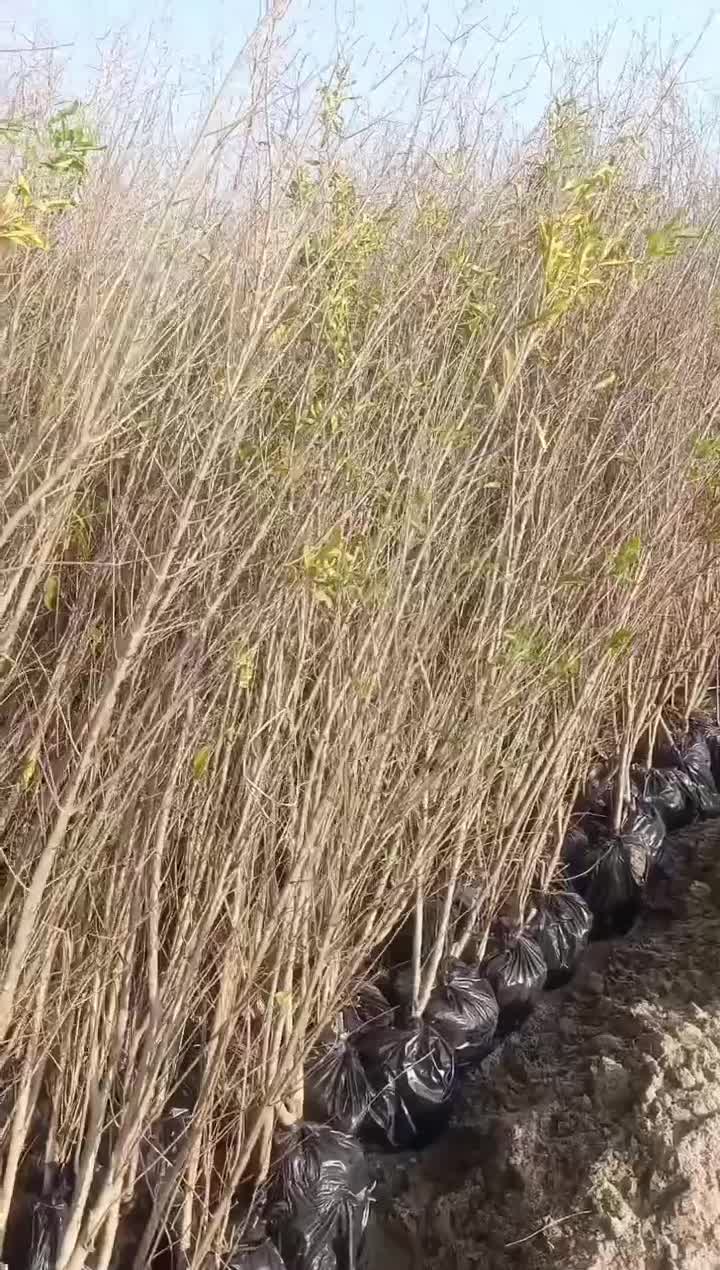 نهال های انار دون سیاه رباب گلدانی سه چهار ساله|خدمات باغبانی و درختکاری|شیراز, تندگویان|دیوار