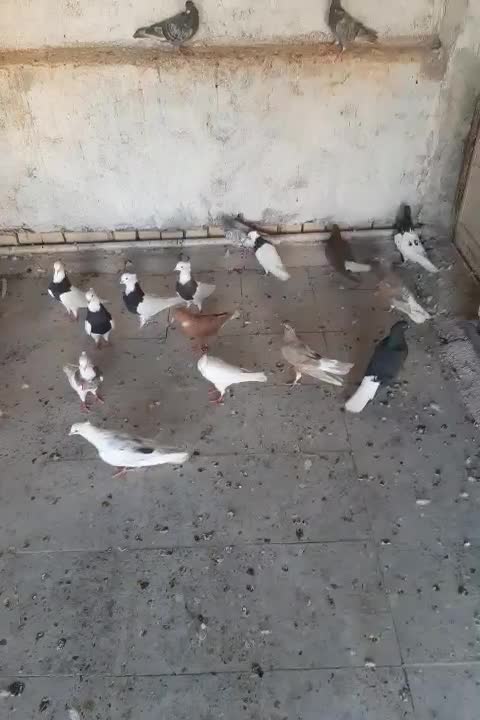 دسته رنگی|پرنده|اهواز, شهرک حفاری|دیوار