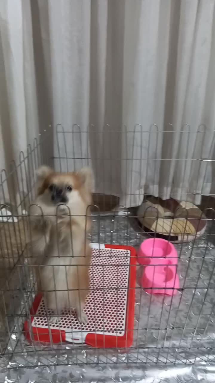 پامرین نژاداصلی عروسکی ۲ساله|سگ|بومهن, |دیوار