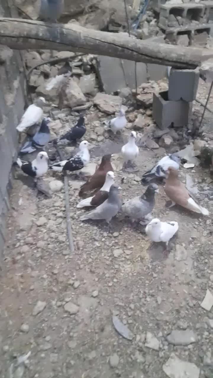 کفتر|پرنده|برازجان, |دیوار