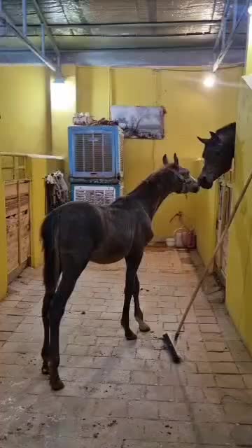 کره اسب|اسب و تجهیزات اسب‌سواری|فرمهین, |دیوار