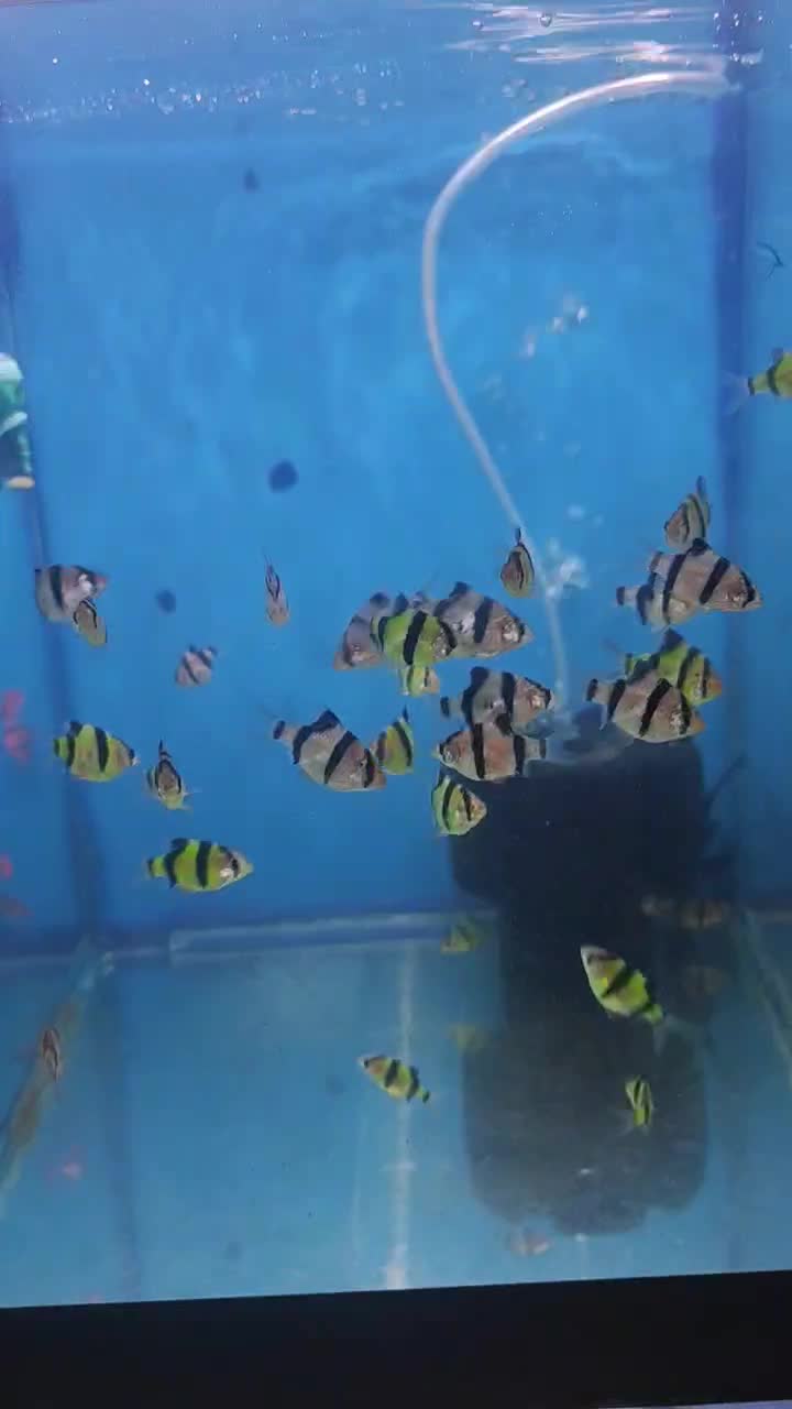 گالری آکواریوم مومنی بخاری آکواریوم|ماهی|نیشابور, امام|دیوار