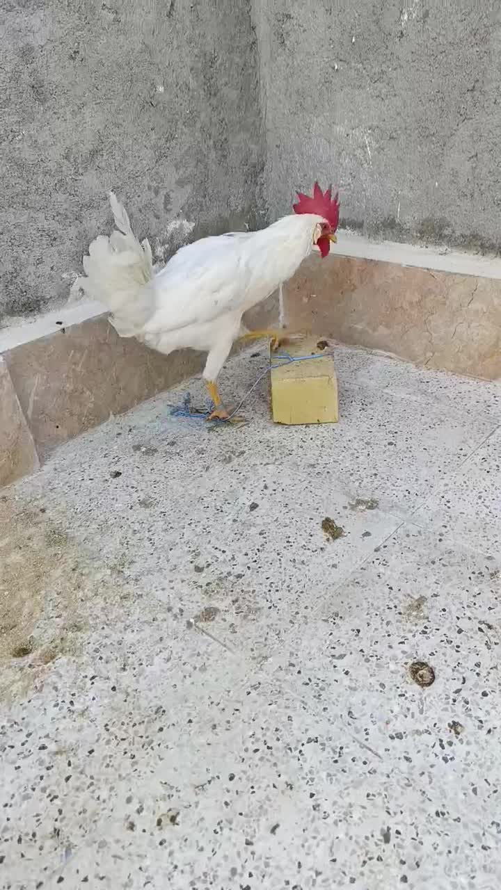 خروس سفید|حیوانات مزرعه|مشهد, رده|دیوار