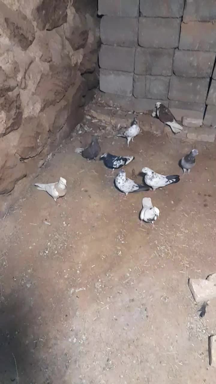 کفتر|پرنده|زنده رود, |دیوار