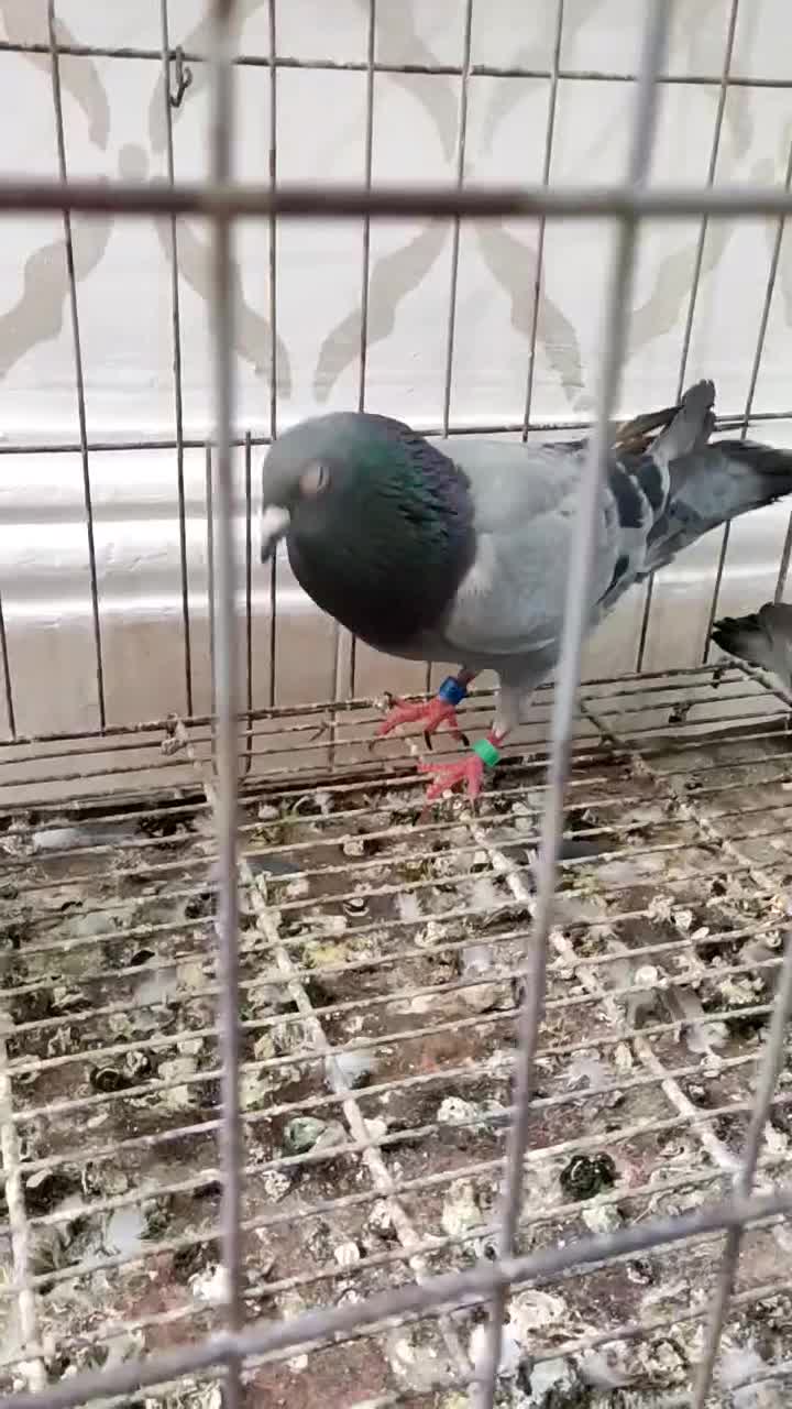 پلاکی خارجی|پرنده|اهواز, مجاهد|دیوار