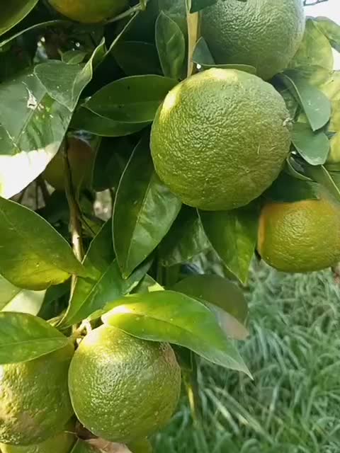 نارنج آبدار درجه یک|گل و گیاه طبیعی|رشت, حافظ آباد|دیوار