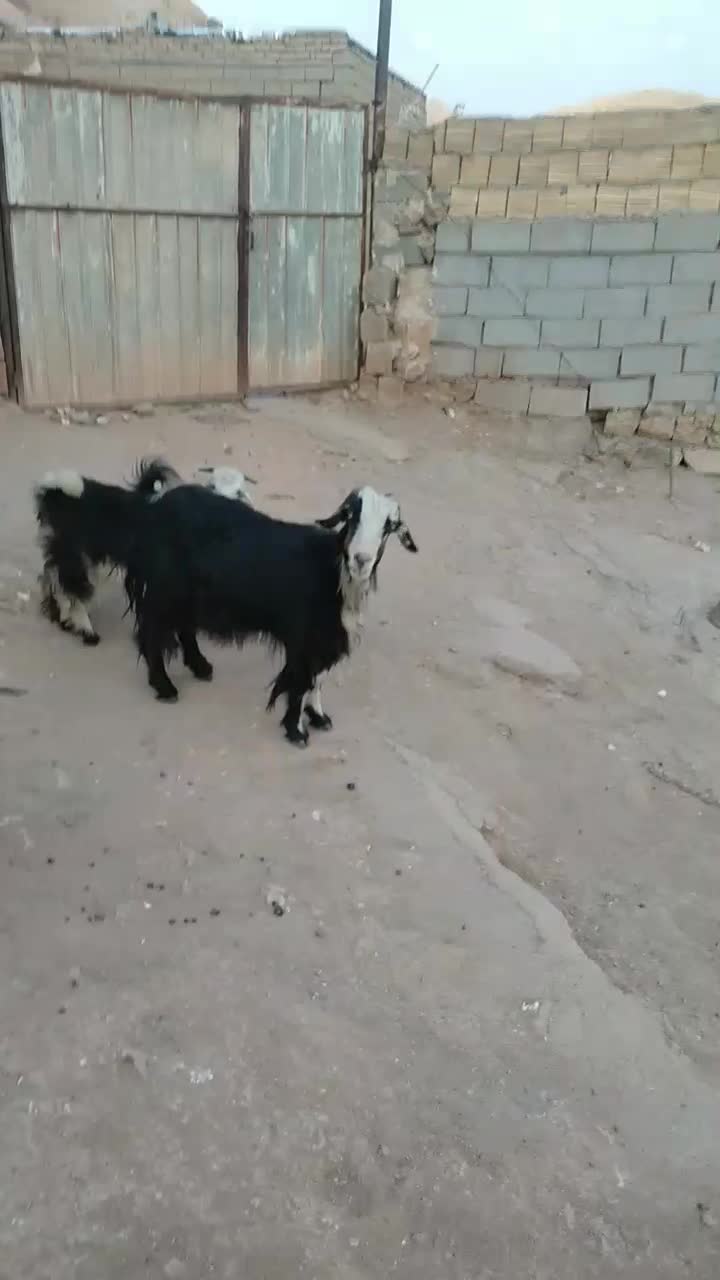 بز ترکی دوقلو زا بادوتا بیگ نر بزرگ زیرش|حیوانات مزرعه|مسجد سلیمان, |دیوار